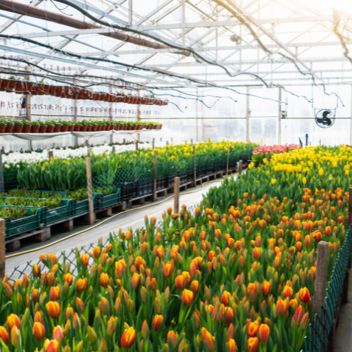 Como montar uma floricultura?