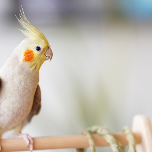 Como montar uma criação de aves ornamentais?