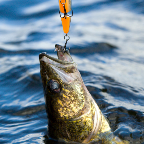 Como montar uma criação de iscas para pesca?