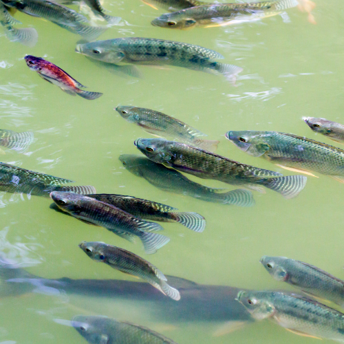 Como montar uma criação de peixes?