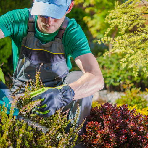 Como montar um serviço de jardinagem?