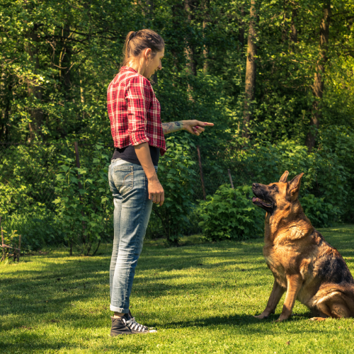 Como montar uma empresa de adestramento de cães?