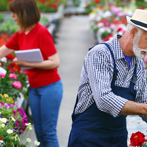 Como montar um cultivo de flores?