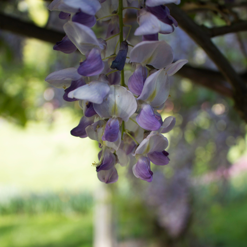 Como montar uma produção de plantas e flores ornamentais?